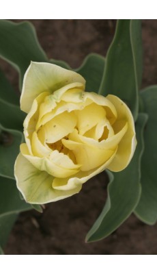 YELLOW MOUNTAIN